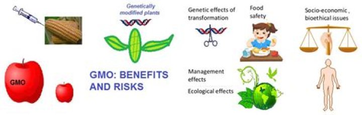 What are the 10 advantages of genetically modified organisms?