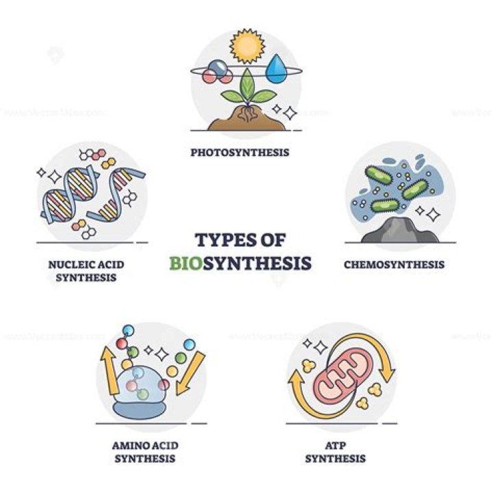 What are the 2 types of biosynthesis?