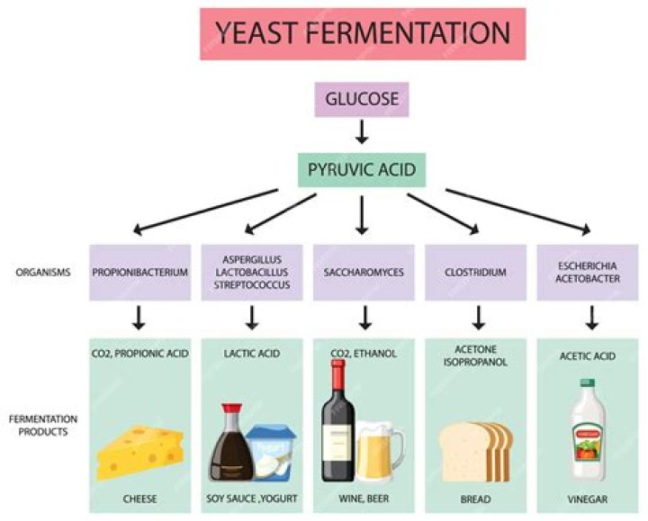 What are the byproducts of yeast fermentation?