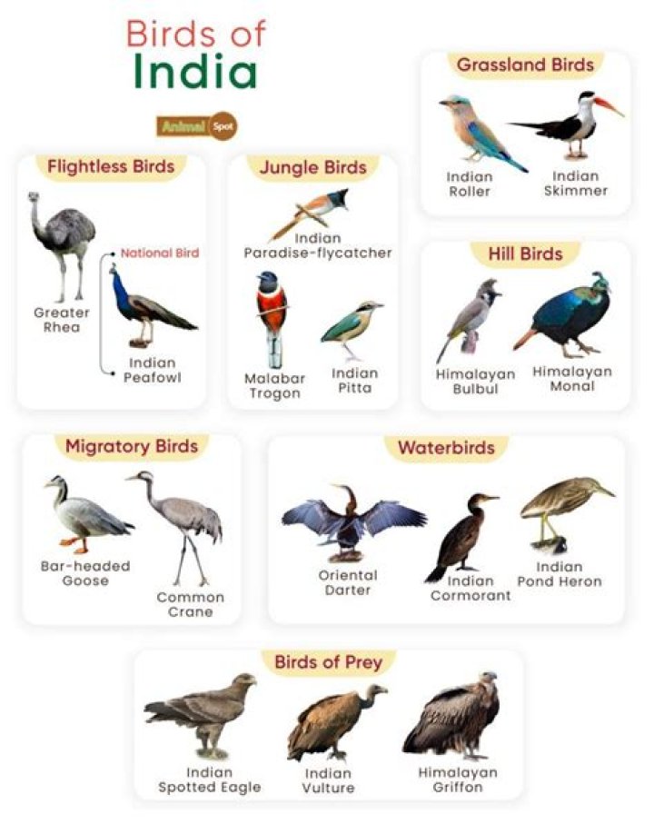 What are the names of birds found in India?