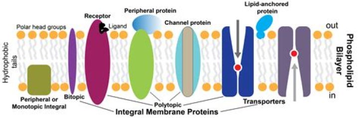 What are the properties of integral membrane proteins?