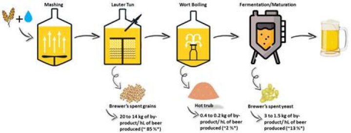 What are the stages of brewing?