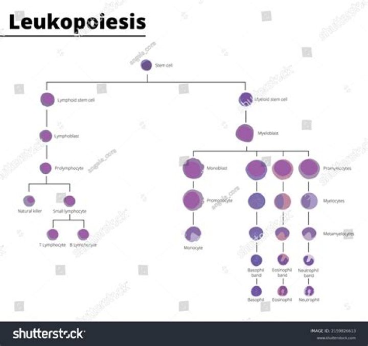 What are the stages of Leukopoiesis?