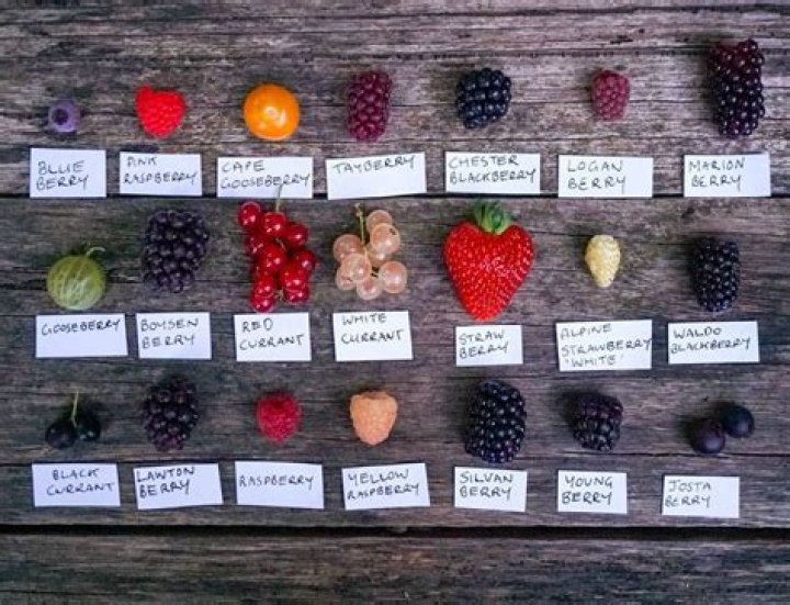 What berries are in season Melbourne?