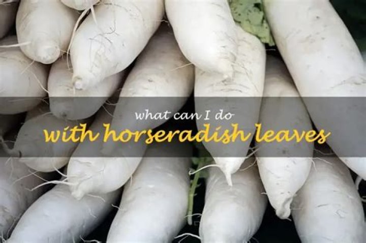 What can I do with horseradish leaves?