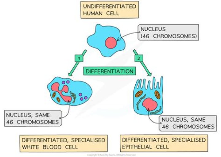 What cells contain clusters of differentiation?