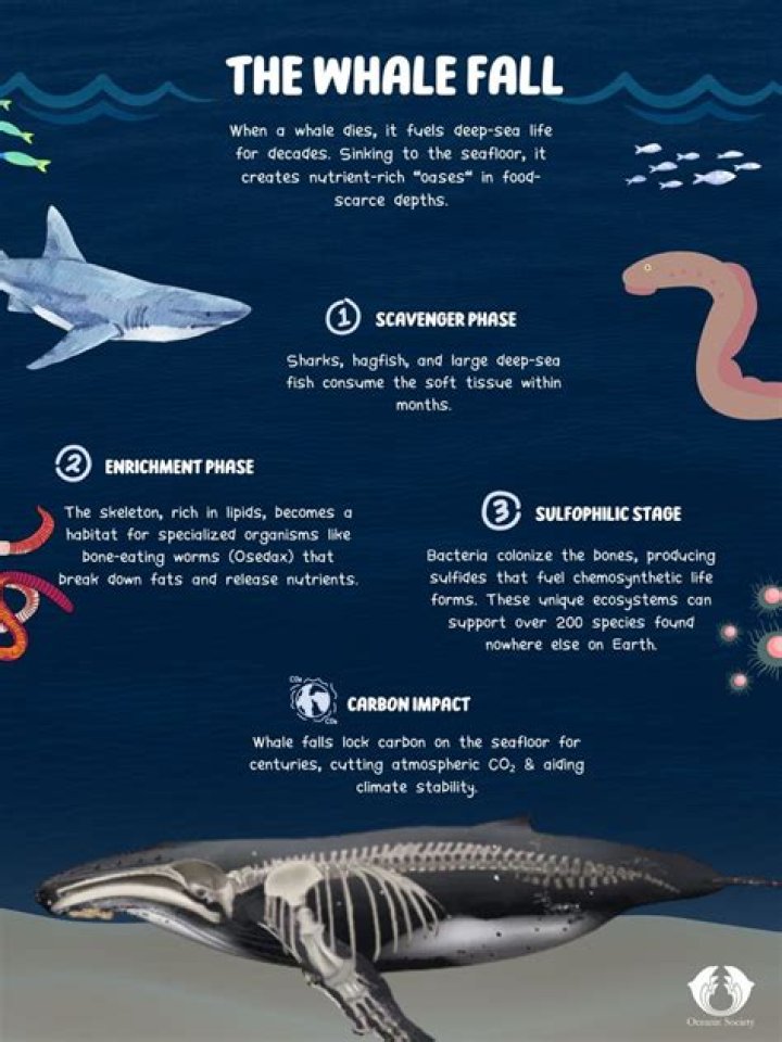What class is a hagfish in?