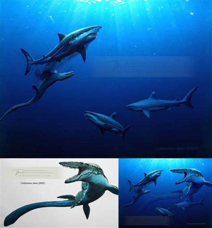 What did Cretoxyrhina look like?