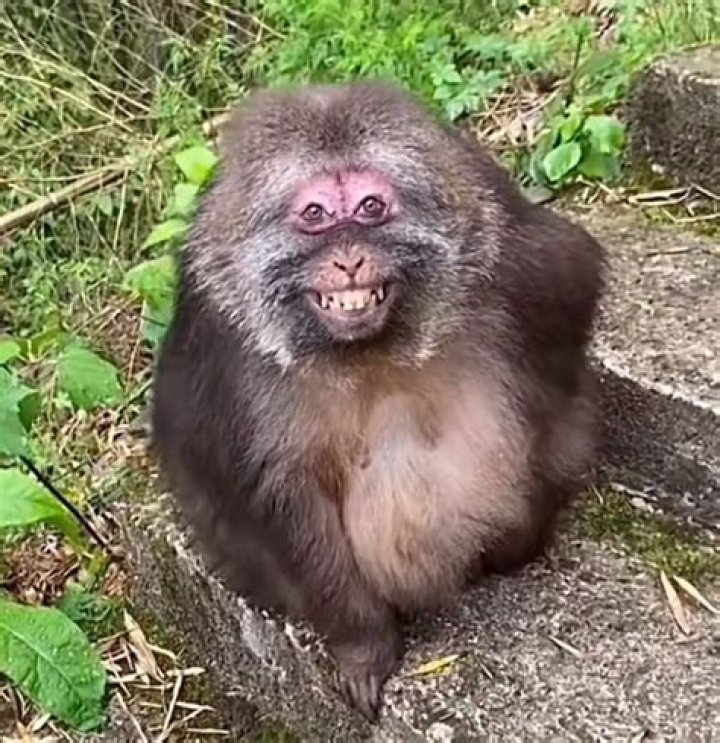 What does it mean if a monkey smiles at you?