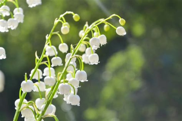 What does Muguet Du Bois mean?
