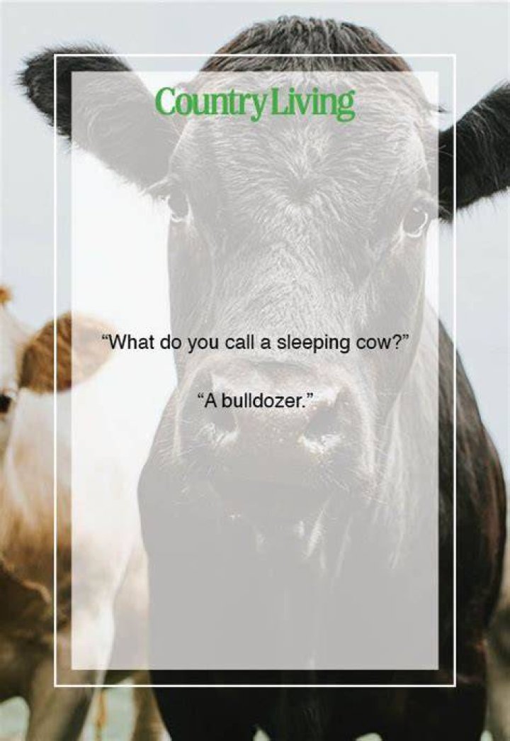 What does the saying milk the cow mean?