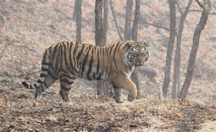 What does Tiger say about documentary?