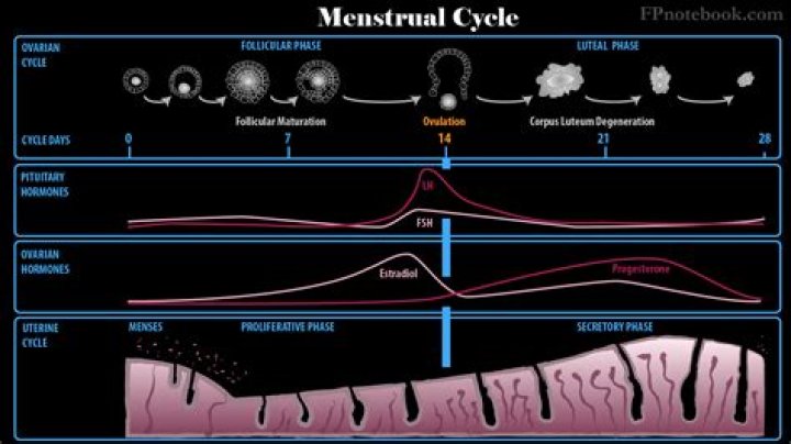What happens in secretory phase of menstrual cycle?
