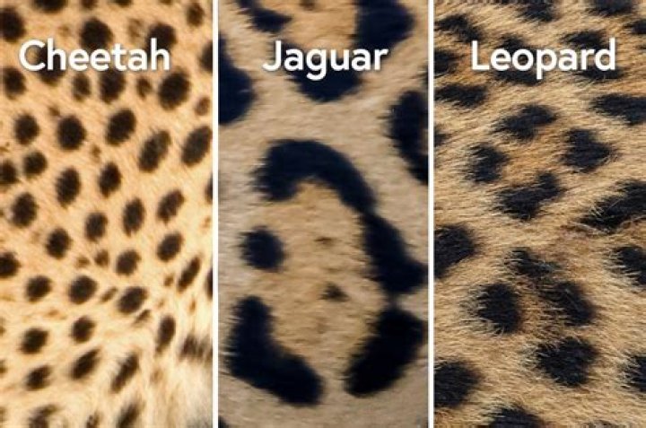 What is a cheetah pattern in bowling?