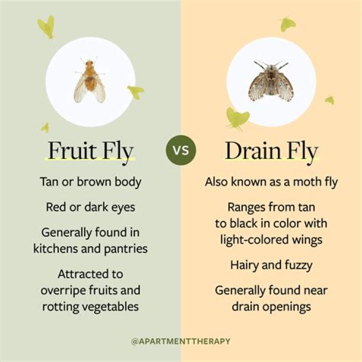 What is a Gurgler fly?
