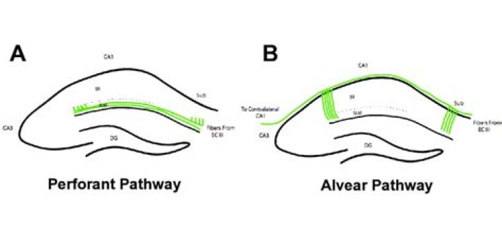 What is a perforant pathway?