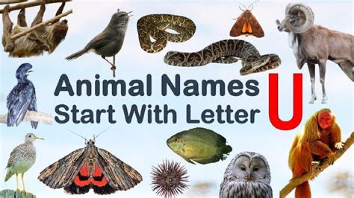 What is animal that starts with U?