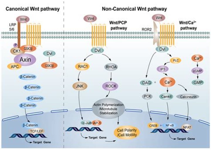 What is canonical Wnt signaling?