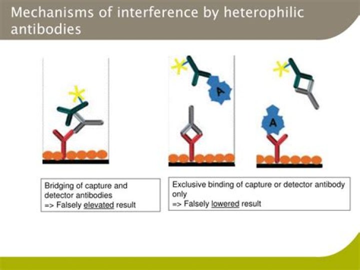 What is Heterophilic antibody interference?