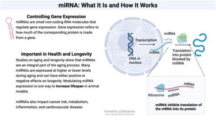 What is intronic miRNA?