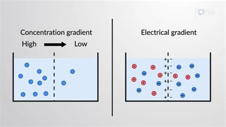 What is meant by electrochemical gradient?