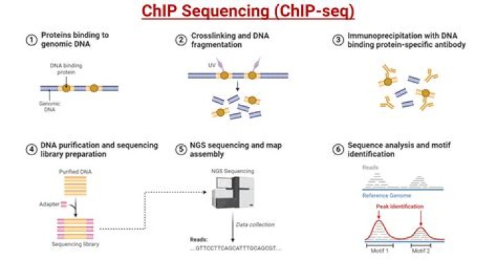 What is motif in ChIP-seq?