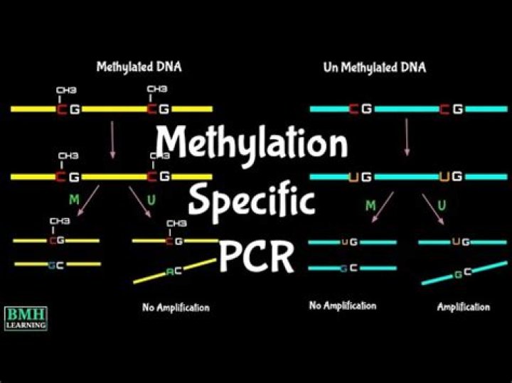 What is Quantitative Methylation-Specific PCR?