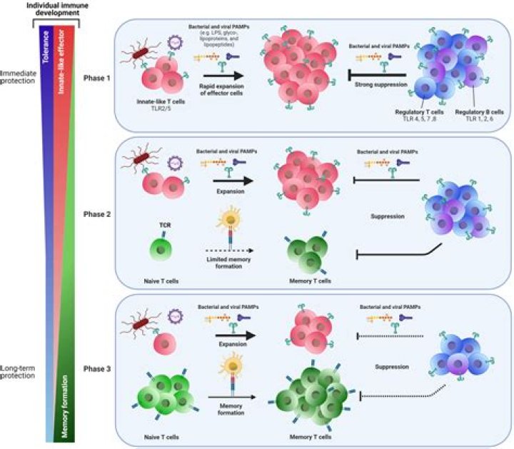 What is RLR in immunology?
