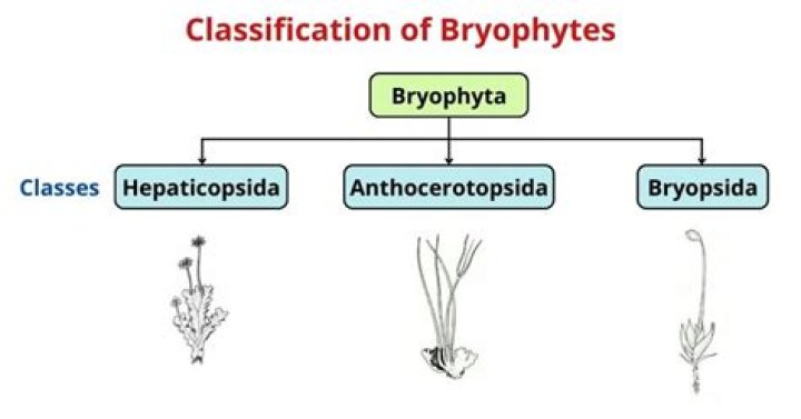 What is the common name of bryopsida?