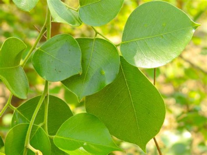 What is the common name of dalbergia Sissoo?