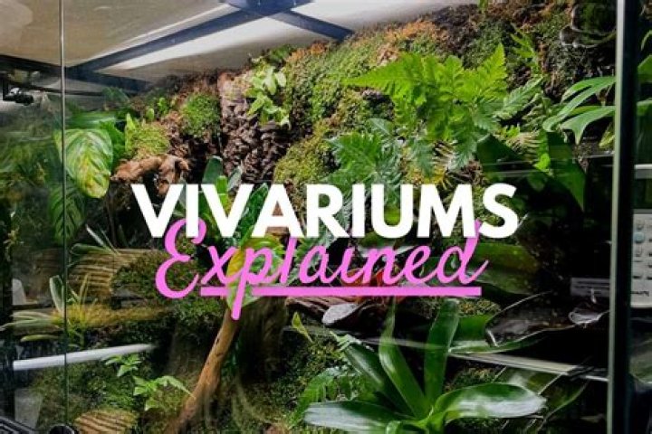 What is the difference between a vivarium and a terrarium?