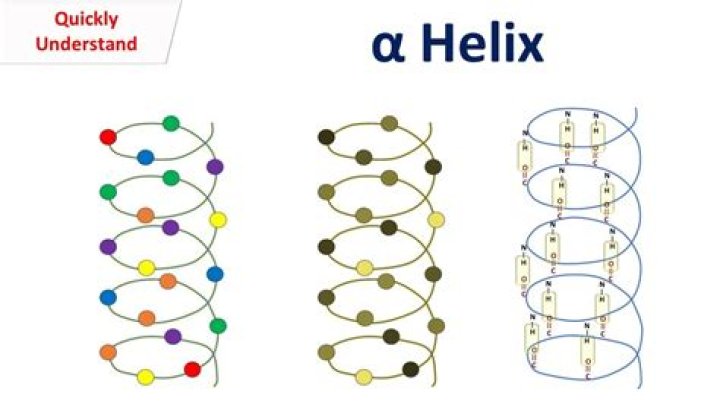 What is the difference between helix-loop-helix and helix-turn-helix?