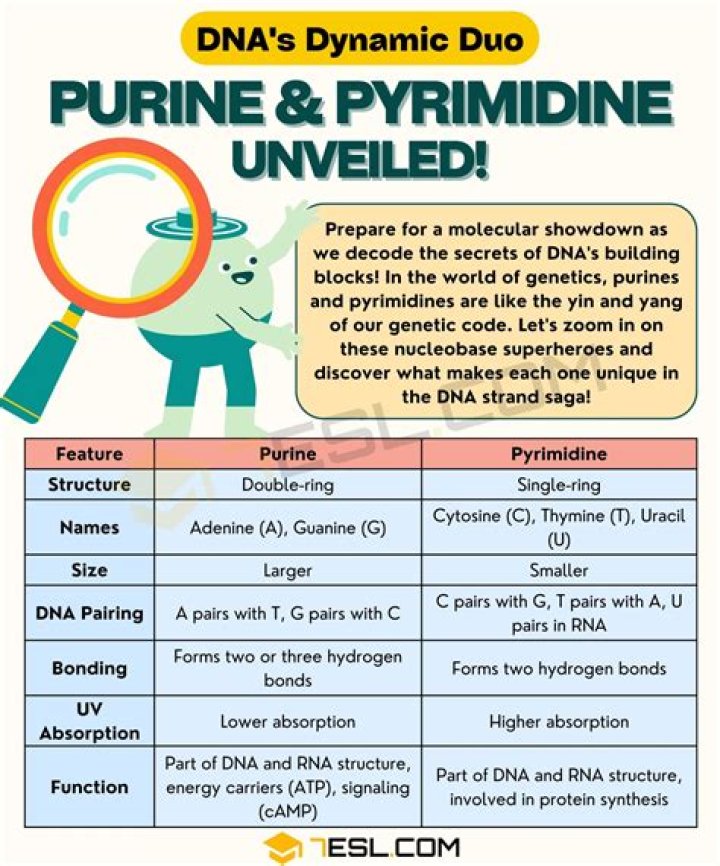 What is the difference between purine and pyrimidine bases of nucleotides?