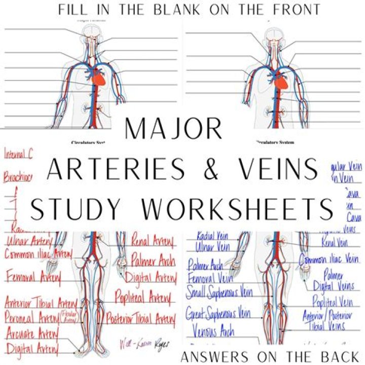 What is the flow of blood in veins and arteries?