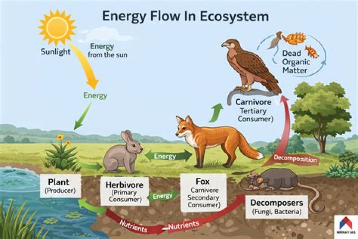 What is the flow of energy in an ecosystem?