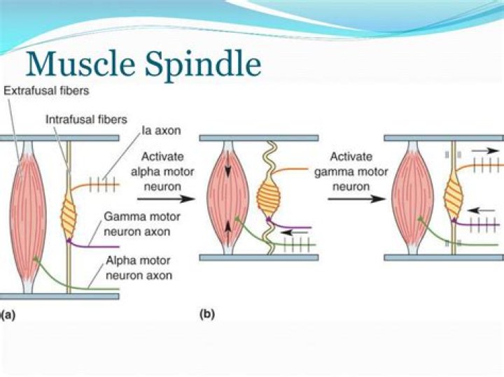 What is the function of muscle spindles?