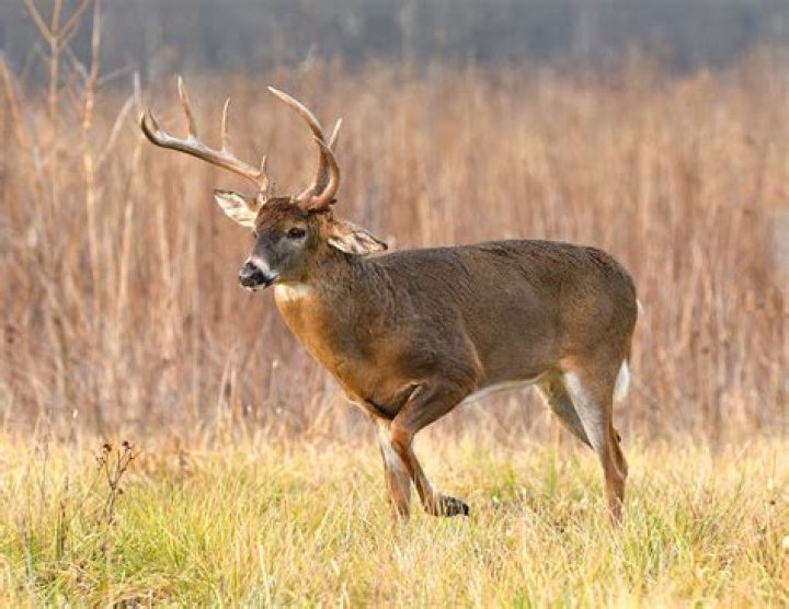 What is the Latin name for a whitetail deer?