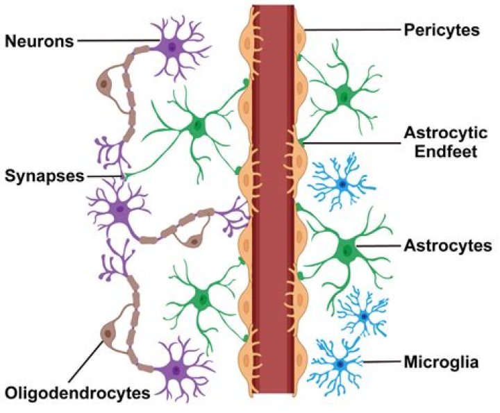 What is the main function of oligodendrocytes?
