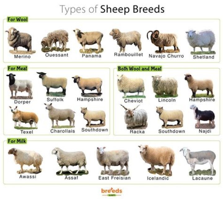 What is the meat of a young sheep called?