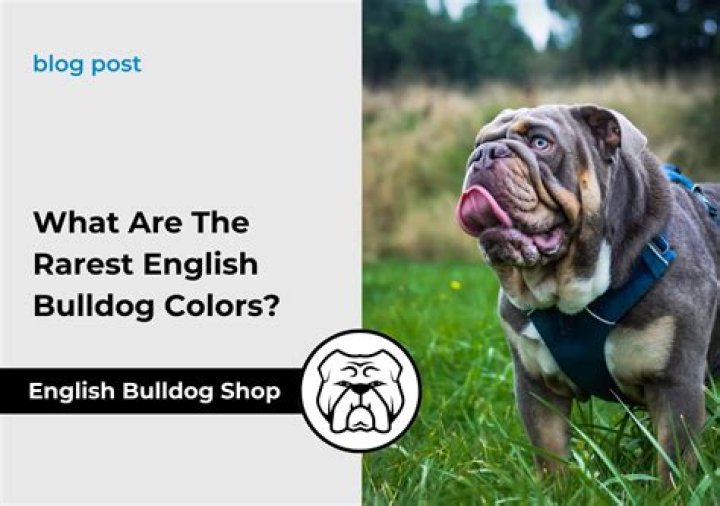 What is the rarest color in English bulldogs?