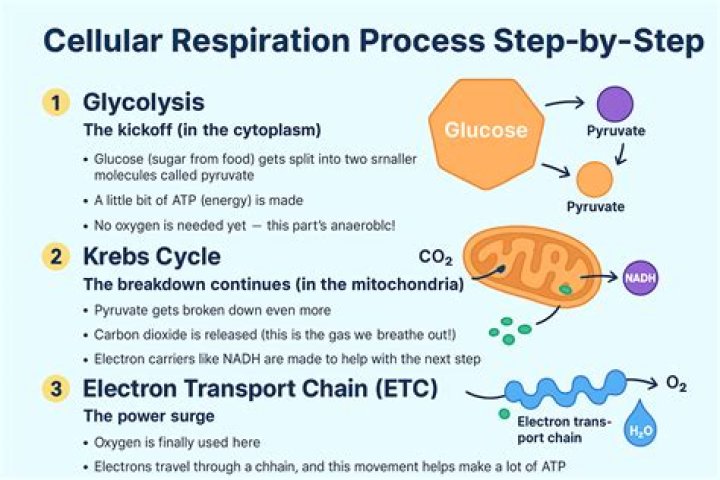 What is the respiration of a tiger?