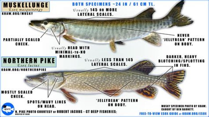 What is the size limit on walleye in South Dakota?