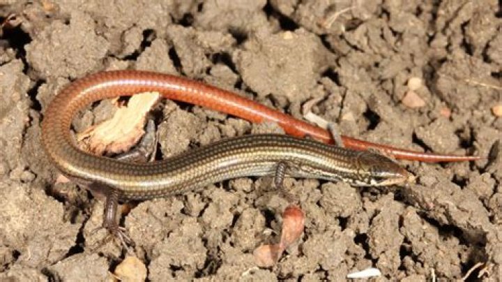 What is the snake with legs called?