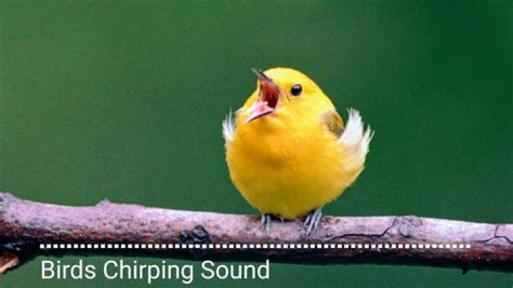 What is the sound of chirping bird?