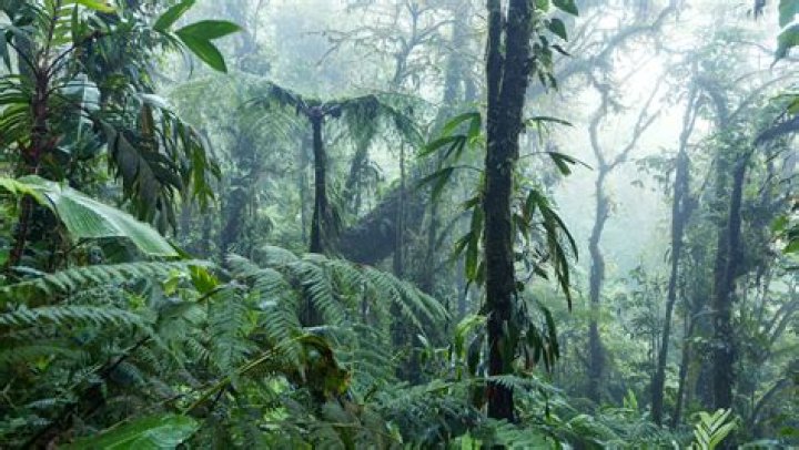 What is tropical rainforest in short?