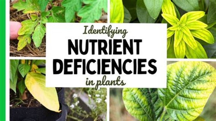 What nutrient is deficient if the leaves have green veins and yellow to white in the leaf space?