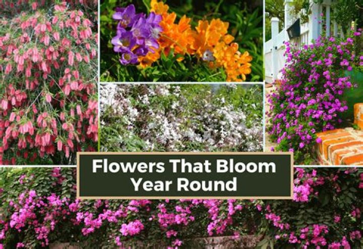 What plants stay Colourful all year round?