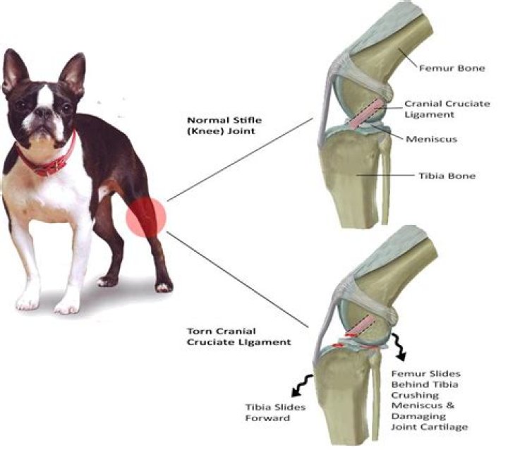 What should I do after my dogs knee surgery?
