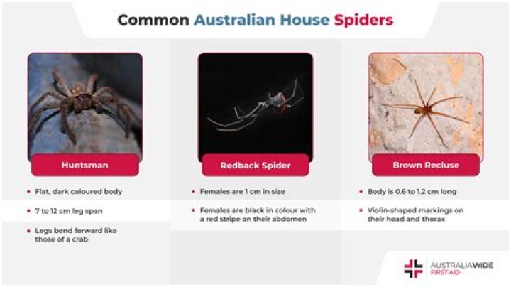 What type of spiders burrow?