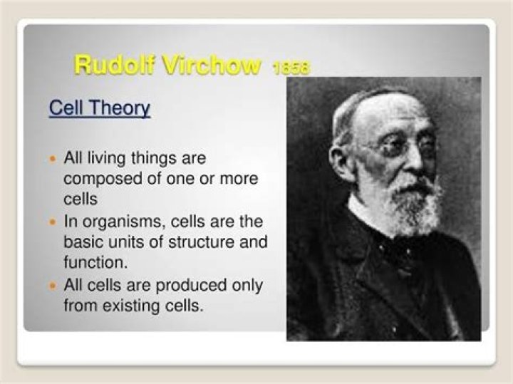 When did Virchow observe cell division?